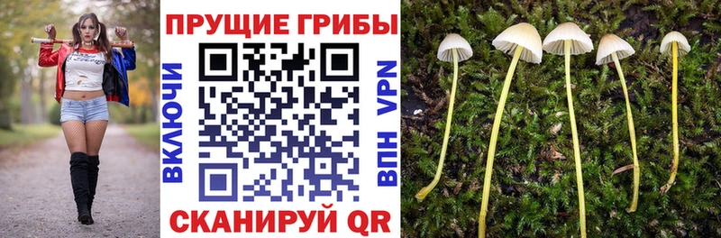 Галлюциногенные грибы Psilocybe  где можно купить   blacksprut зеркало  Чухлома 